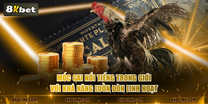 Đá Gà Cựa Dao Là Gì? Điểm Mặt Các Linh Kê Huyền Thoại 4 Mốc Gai nổi tiếng trong giới với khả năng luồn đòn linh hoạt