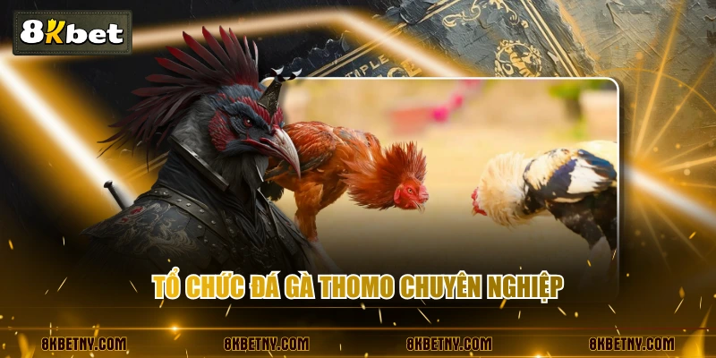 Đá Gà Thomo - Nơi Hội Tụ Những Trận Chiến Nảy Lửa Nhất 2 Tổ chức Đá gà Thomo chuyên nghiệp